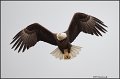 _1SB7805 american bald eagle